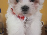 3 aylık Maltese karma aşıları tam