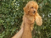 A kalite tüy dökmeyen maltipoo yavrular