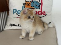 Ankarada ziyarete açık golden british shorthair yavrular