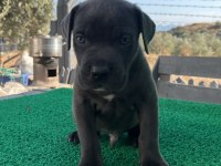 Cane corso yavrularmız