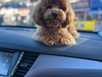 KORE TOY POODLE KÖPEĞİ