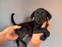 Labrador bebeklerimiz için acele edin