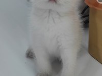 British shorthair kedisi