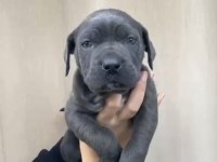 Bu muhteşem cane corso yavrunuz sizi bekliyor