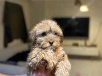 Maltipoo bebekler