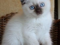 SÜTTEN KESİLMİŞ SİYAM MAVİ GÖZ