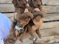 Labradoodle Yavruları