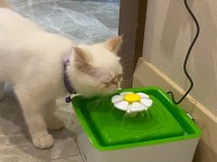 Ücretsiz sahiplendirme iran kedisi