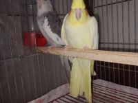 Hazır Yeni Eşleme Takım Sultan Papağanı