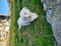 3Aylık maltese terrier