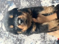 Üst Kalite Rottweiler Yavrular