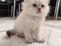 Safkan British Longhair