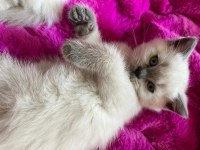 British Shorthair Erkek Yavrular