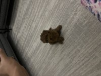Toy Poodle yavru