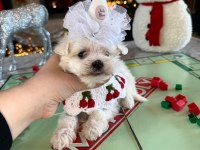 Koreden Gelen Güzeller Güzeli Mikro Boy Maltese Kızım