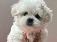 Maltese Terrirer Bebişler