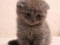 British shorthair erkek ve dişi bebekler
