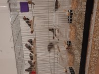 7 takım zebra ispinozu ve 2 yavruları