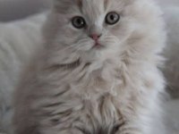 British Longhair Yavrular Evinizin Neşesi Olacaktır