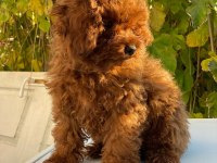 Kore Toy Poodle yavrularımız