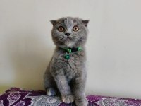 Gri Scottish Fold Dişi