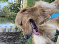1,5 Yaşında dünyalar tatlısı golden retriever yuva arıyor