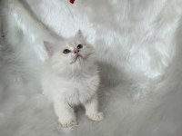 ŞAMPİYON KAN HATTINDAN BRITISH LONGHAIR BY1133 ERKEK