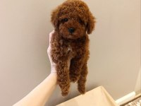 A Kalite Toy Poodle