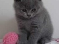 British Shorthair Yavrular Ve Farklı Tür Bebekler