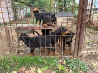 Doberman köpekler gönderim var