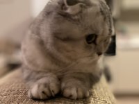 Luna çok tatlı ve sakin scottish fold