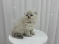 IRK VE SAĞLIK GARANTİLİ SCOTTİSH FOLD KEDİLER