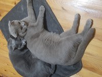 Sahiplendirme russian blue