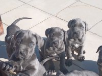 Blue cane corso yavrular