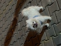 4 yaşında eğitimli pomeranian
