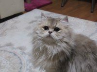 Ponçik Yakışıklı British Longhair