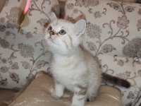 British blue point yavrular