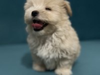 Böyle güzel maltipoo yavrum olsun istiyorsan ulaşabilirsin