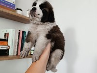 Güzel st bernard bebeğimiz