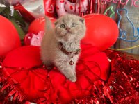 Safkan british shorthair ve scottish fold yavrular