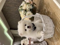 Pamuk gibi pomeranian yavrular