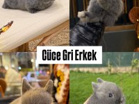 Hollanda lop mini lop cüce tavşan yavruları gönderim var