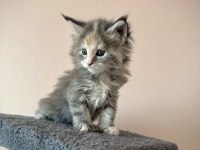 Black Smoke & NS22 MaineCoon yavrular