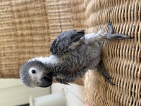 Bebek papağan Jako YOK BÖYLE GÜZELLİK