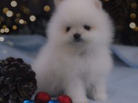 Pomeranian Boo Teddy Bear Ayıcık Surat Yavrularımız