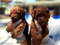Toy poodle yavrularımız inanılmazlar