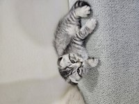 56 Günlük Scottish Fold Dişi ve Erkek Yavrular