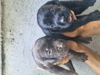 Labrador retriever