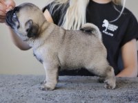 ERKEK PUG EĞİTİMLİ