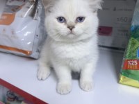 British shorthair ayıcık kardeşler silver point